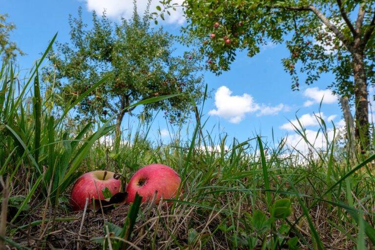 Analyzing the impact of fruit pulp and puree on land conservation efforts: Sky247 com login password, Gold365 game login, Gold 365 green